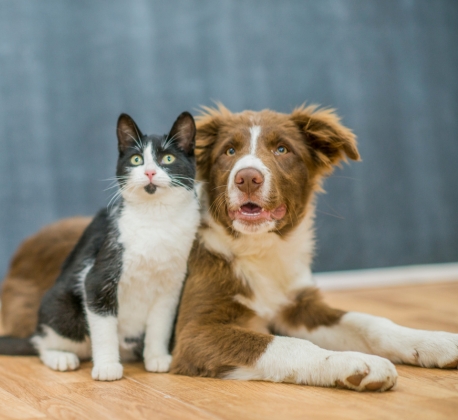 Vaccine - Combined Flu (Cat/Dog)
